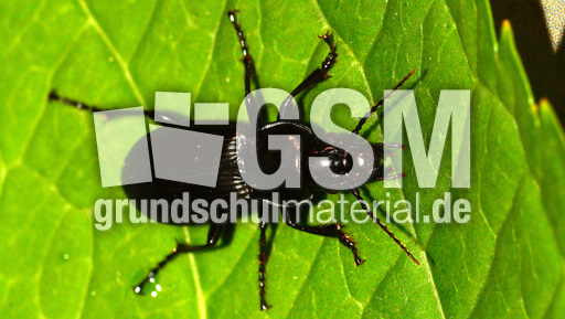 Gemeiner Grabkäfer (5).jpg